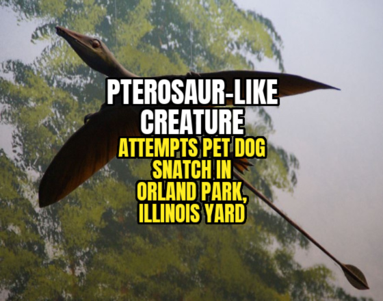 PTEROSAUR-LIKE CREATURE Attempts Pet Dog Snatch in Orland Park, Illinois Yard