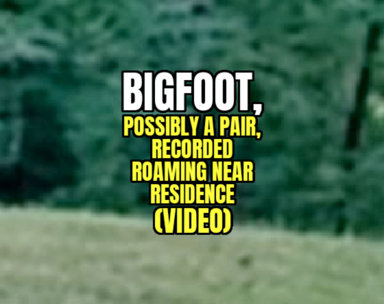 BIGFOOT, Possibly a Pair, Recorded Roaming Near Residence (VIDEO)