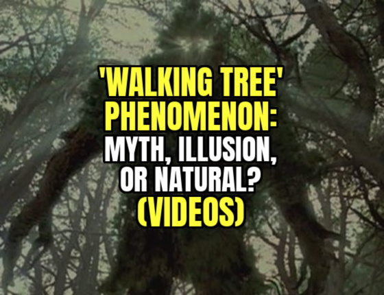 ‘WALKING TREE’ PHENOMENON: Myth, Illusion, or Natural? (VIDEOS)