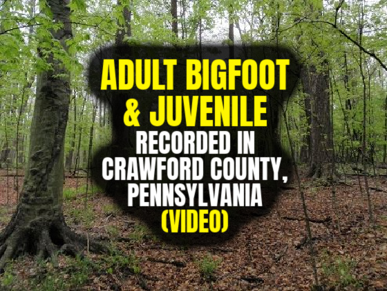 ADULT BIGFOOT & JUVENILE Recorded in Crawford County, Pennsylvania (VIDEO)