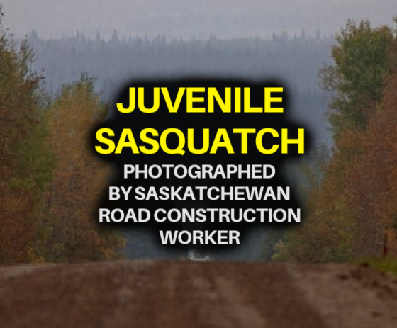 JUVENILE SASQUATCH Encountered / Photographed by Saskatchewan Road Construction Worker