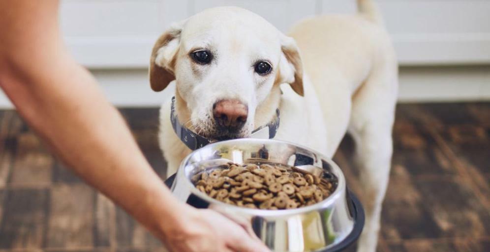 Dog with smart collar eating kibble