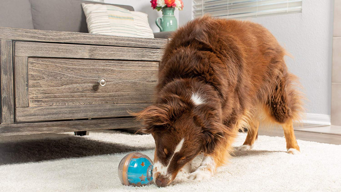 The best gifts for pets (and their parents)