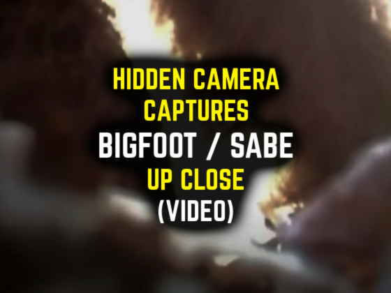 Hidden Camera Captures BIGFOOT/SABE Up Close (VIDEO)