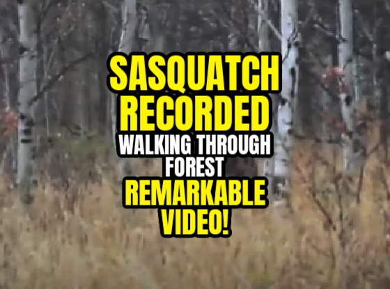 SASQUATCH RECORDED Walking Through Forest – REMARKABLE VIDEO!