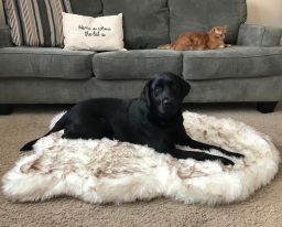 Black dog on a fluffy white bed