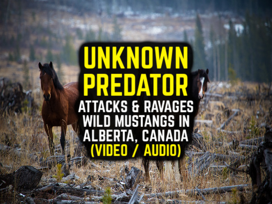 UNKNOWN PREDATOR Attacks & Ravages Wild Mustangs in Alberta, Canada (VIDEO / AUDIO)