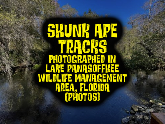 SKUNK APE TRACKS Photographed in Lake Panasoffkee Wildlife Management Area, Florida (PHOTOS)