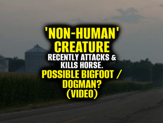 ‘NON-HUMAN’ CREATURE’ Recently Attacks & Kills Horse – BIGFOOT / DOGMAN? (VIDEO)