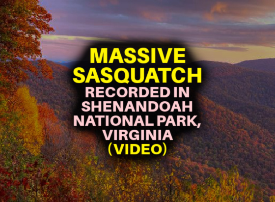 MASSIVE SASQUATCH Recorded in Shenandoah National Park, Virginia (VIDEO)