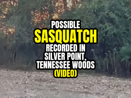 Possible SASQUATCH Recorded in Silver Point, Tennessee Woods (VIDEO)