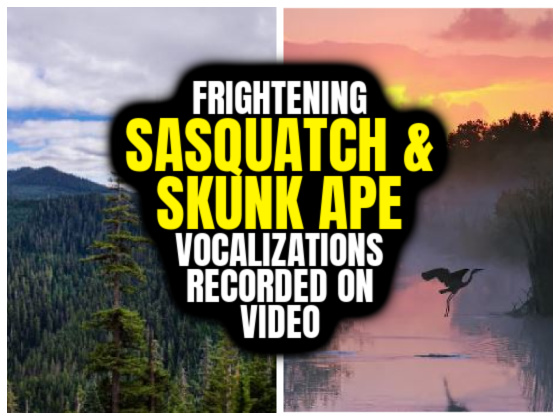 Frightening SASQUATCH & SKUNK APE Vocalizations Recorded on Video