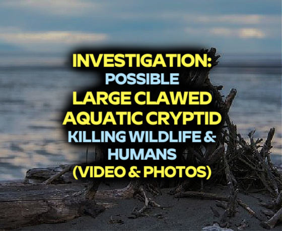 INVESTIGATION: Possible LARGE CLAWED AQUATIC CRYPTID Killing Wildlife / Humans (VIDEOS & PHOTOS)