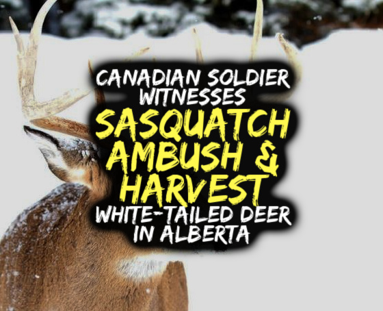 Canadian Soldier Witnesses SASQUATCH AMBUSH & HARVEST White-Tailed Deer in Alberta