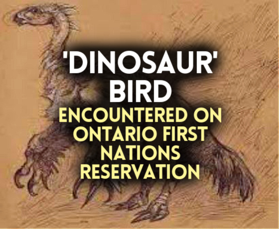 ‘DINOSAUR’ BIRD Encountered on Ontario First Nations Reservation