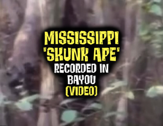 MISSISSIPPI ‘SKUNK APE’ Recorded in Tunica County Bayou (VIDEO)