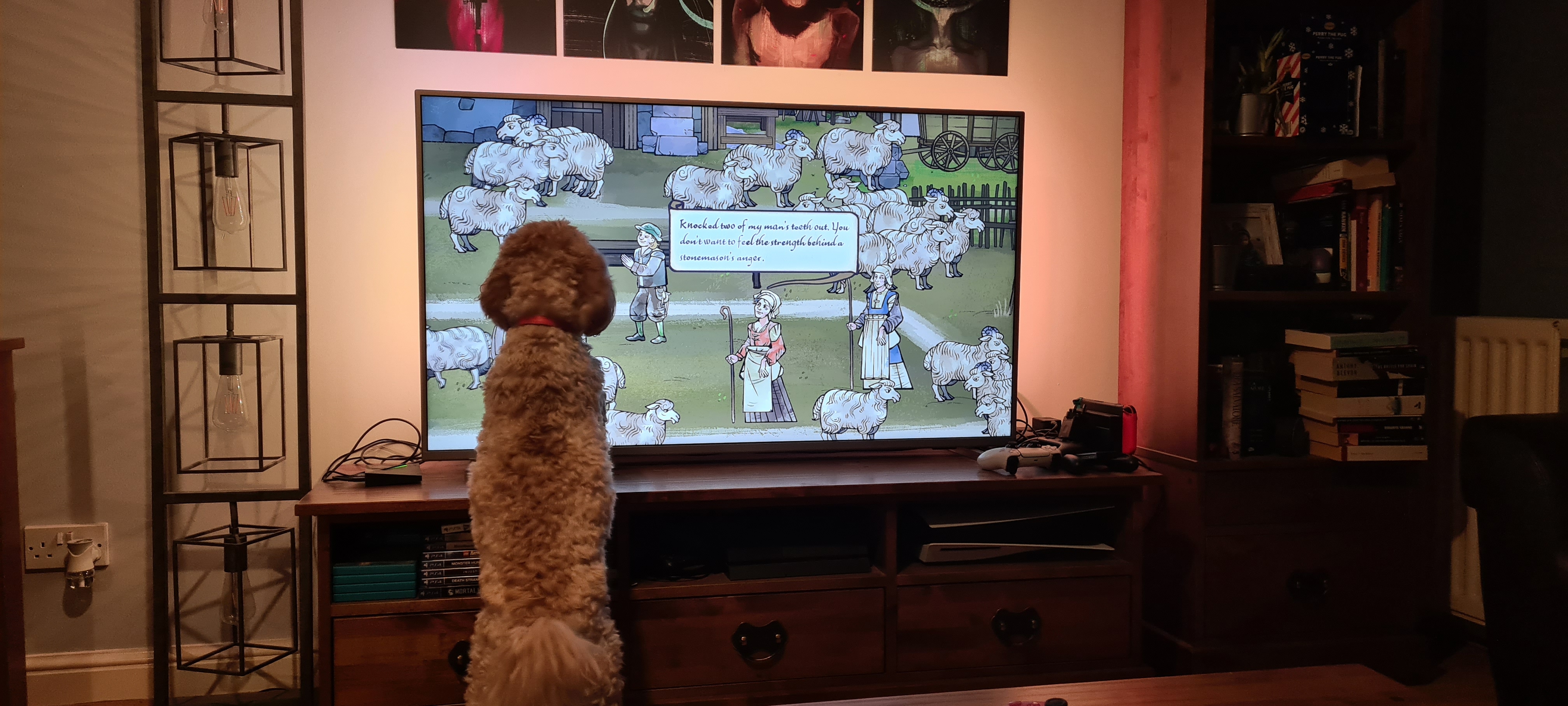 A cockapoo staring at a TV