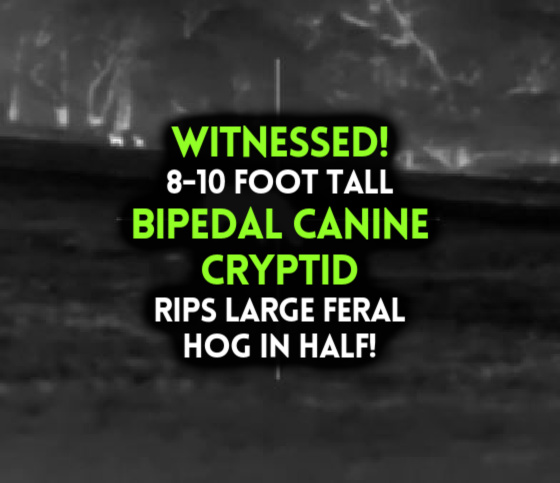 WITNESSED! 8-10 Foot Tall BIPEDAL CANINE CRYPTID Rips Large Feral Hog in Half!